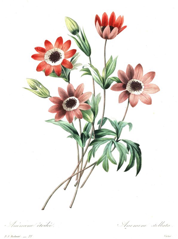 windflower