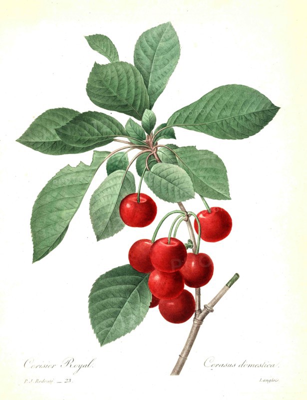 Prunus cerasus