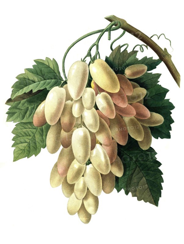 white grapes
