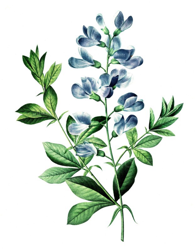 Baptisia australis