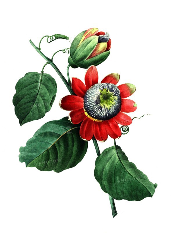 Passiflora alata