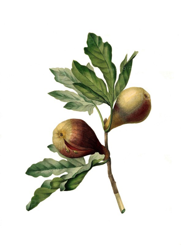 fig