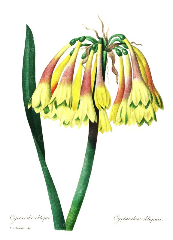 Cyrtanthus is a genus of perennial