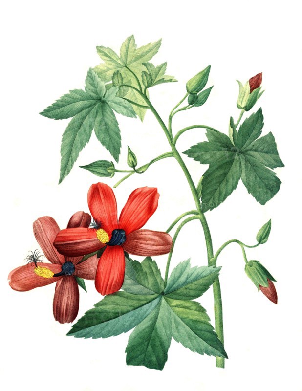 Hibiscus