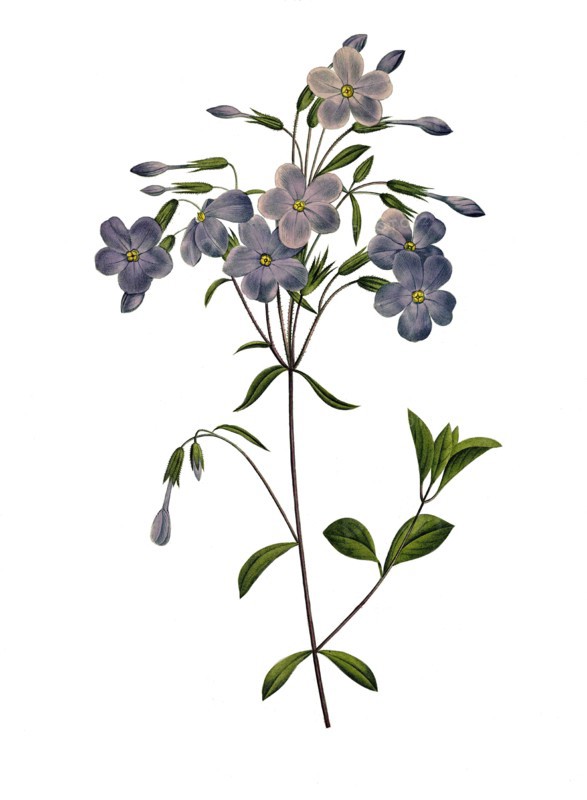 fall phlox