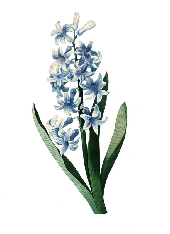 Hyacinthus orientalis
