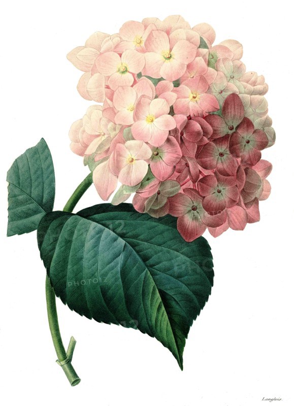 bigleaf hydrangea