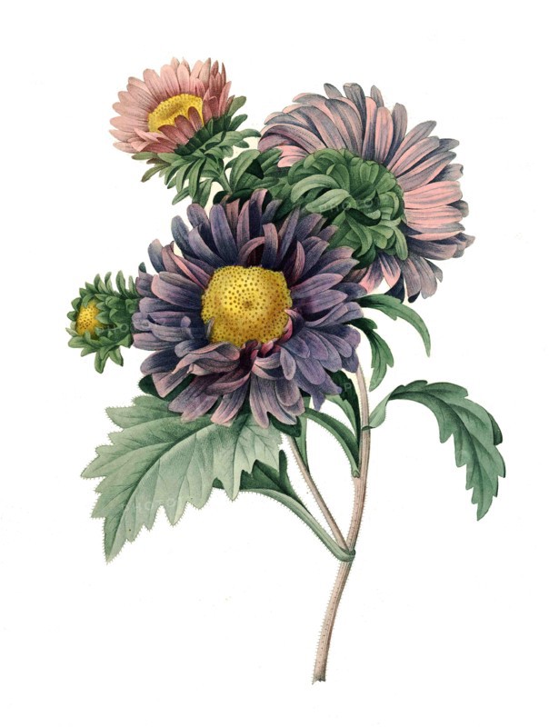 Symphyotrichum chilense (formerly Aster chilensis) is a species of flowering plant in the family Asteraceae known by the common names Pacific aster and common California aster