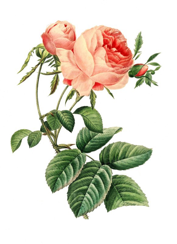 Rosa centifolia