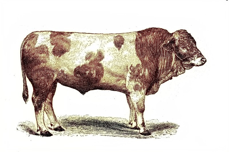 Fleckvieh is a breed of dual-purpose cattle suitable for both milk and meat production. It originated in Central Europe in the 19th century from cross-breeding of local stock with Simmental cattle imported from Switzerland