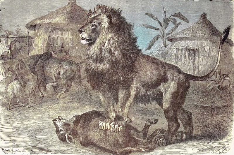 lion has torn a sheep