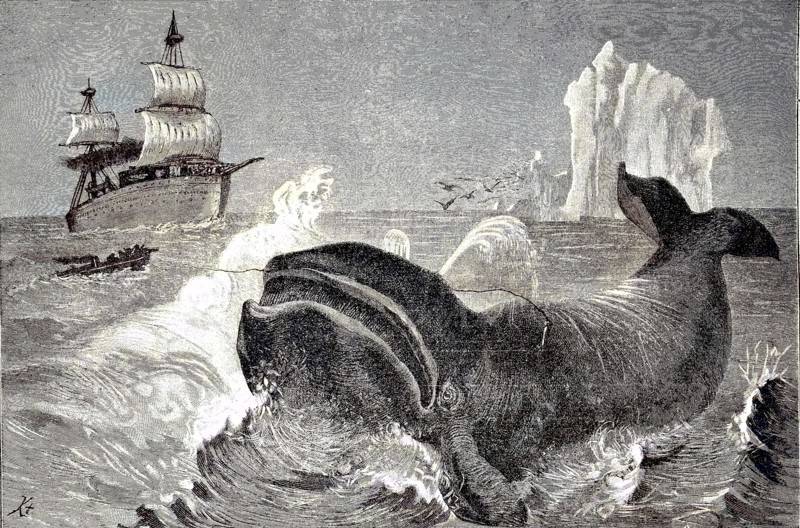 whale hunting in the northern ice sea