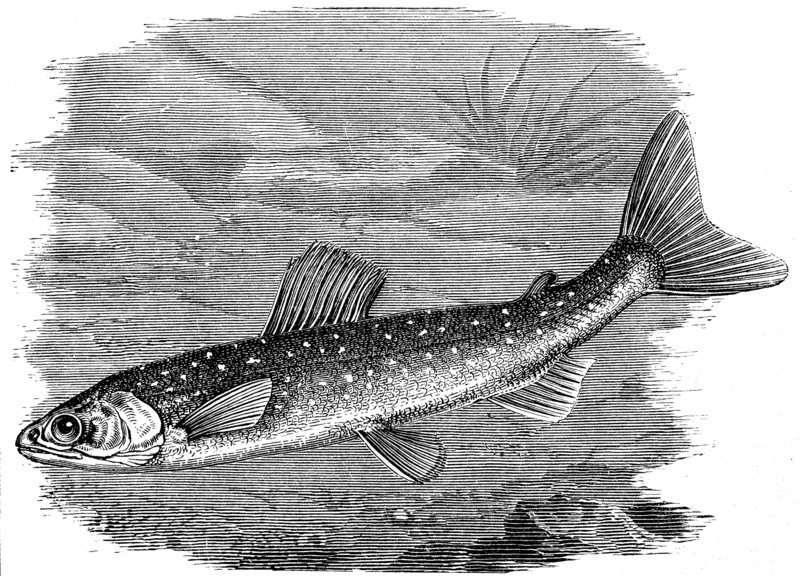 Salvelinus umbla