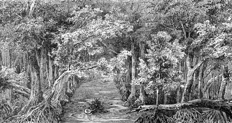 Channel in the mangrove swamp on Ponape
