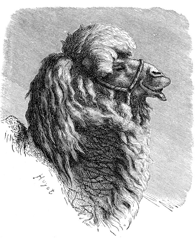 Bactrian camel (Camelus bactrianus)