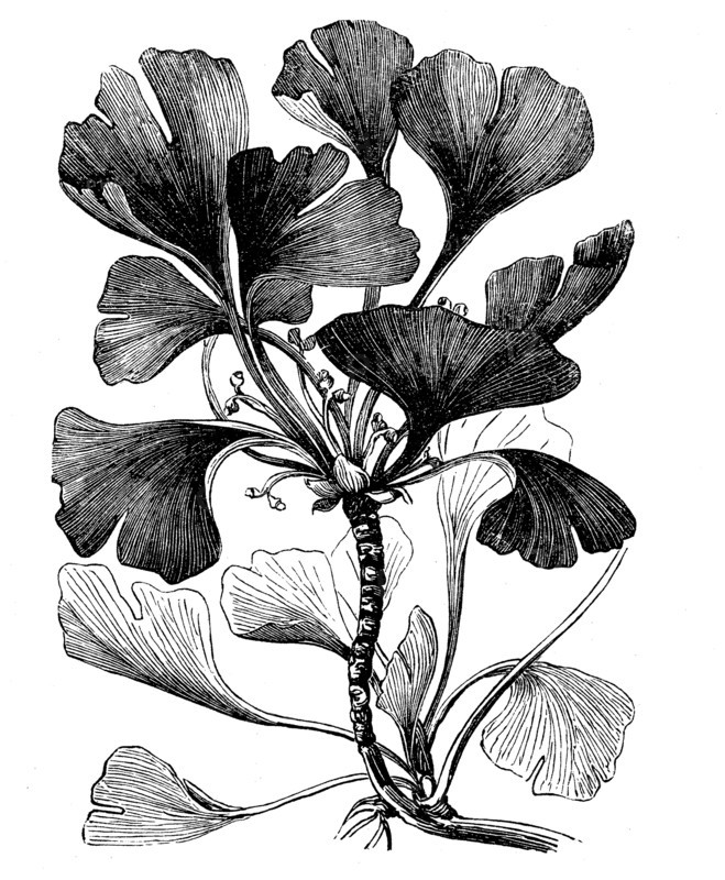 Ginkgo or Ginko