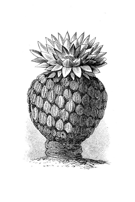 Cactus