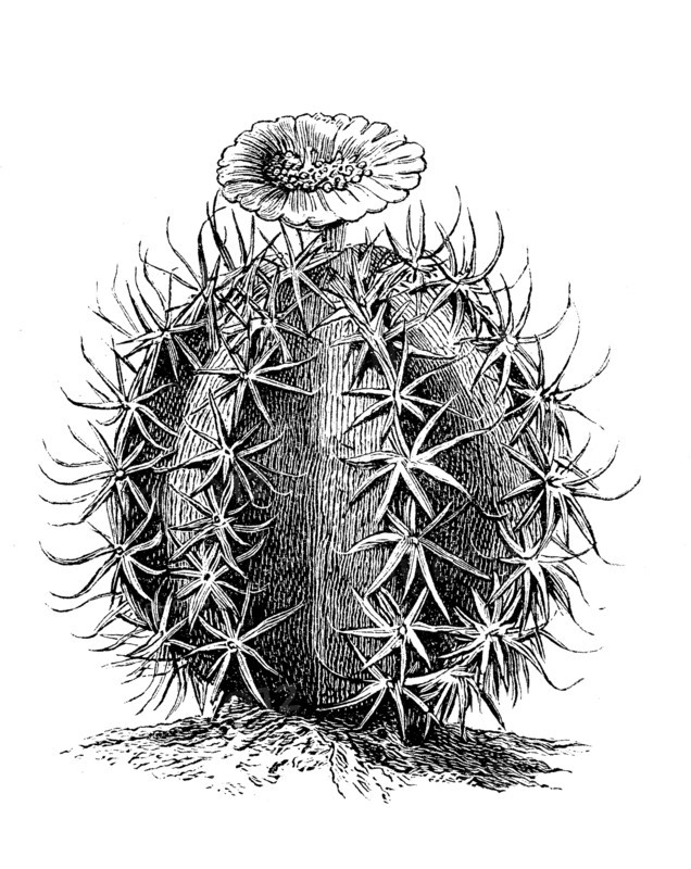 Cactus