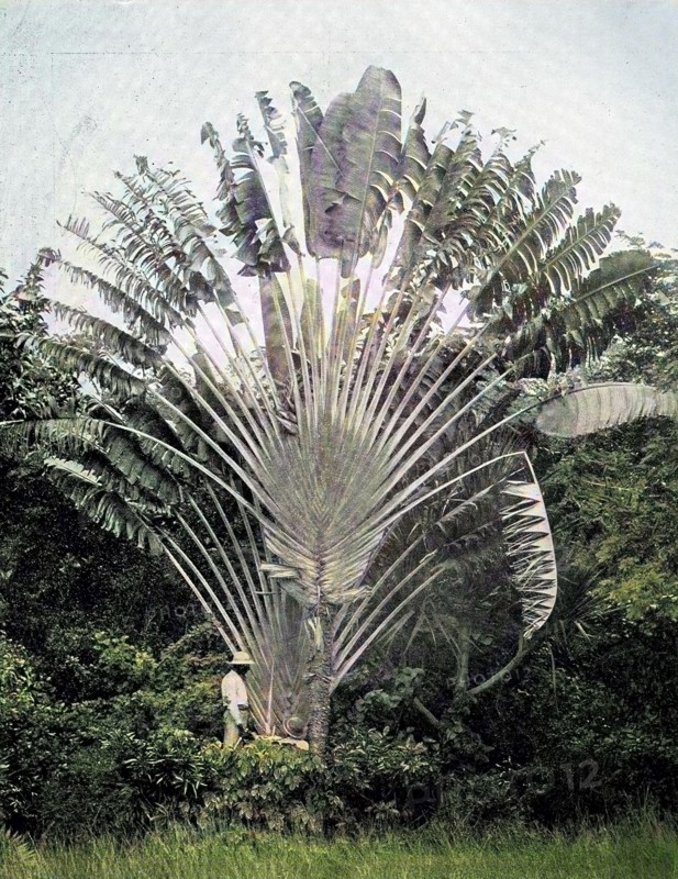 Ravenala madagascariensis