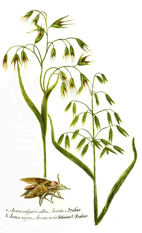 common oat