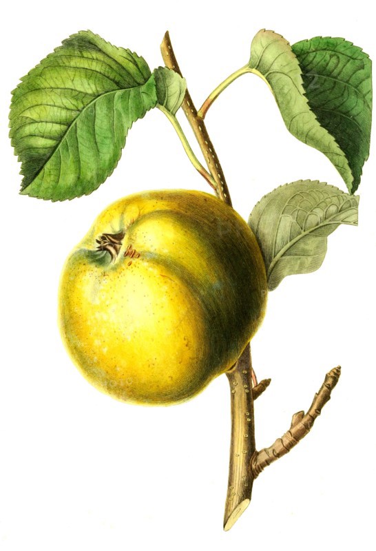 apple Arbroath Pippin
