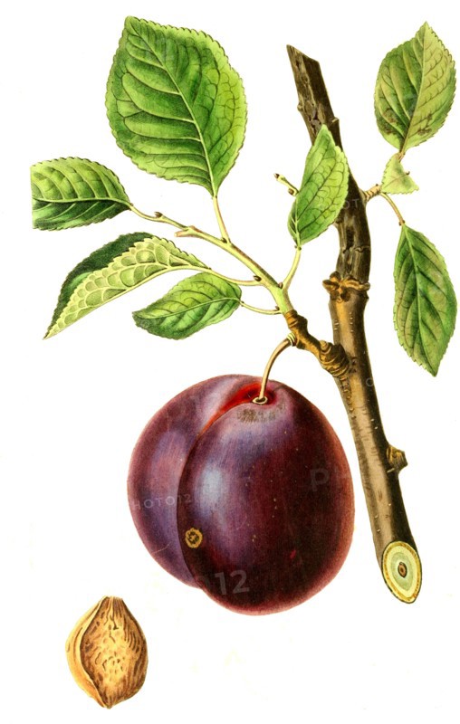 plum Mimms
