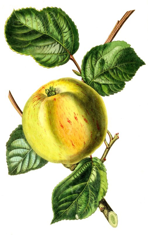 apple Borovitsky