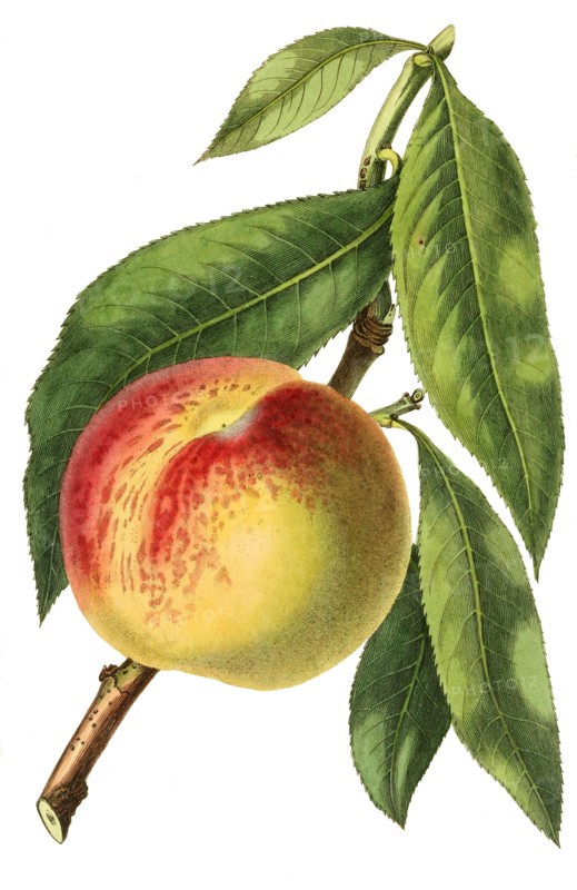 peach Malta