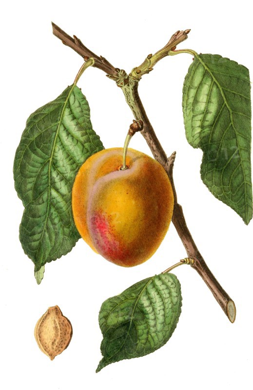 Plum washington