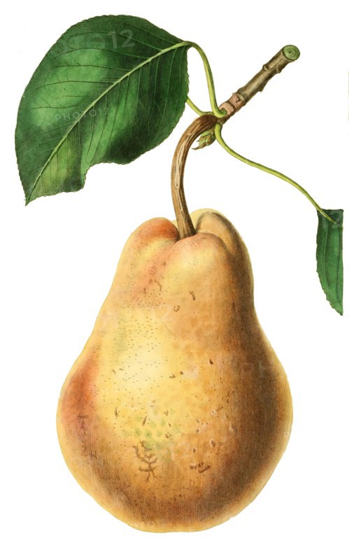 pear Beurre Diel