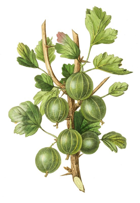 gooseberry early green hairy