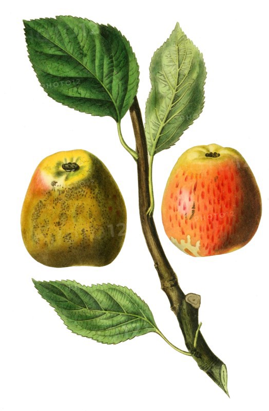Hubbard's Pearmain apple