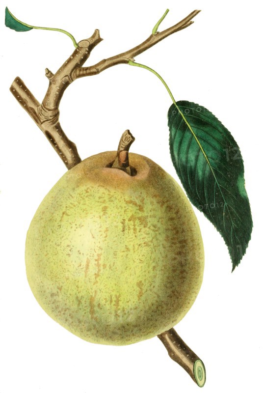 White Doyenne pears are small to medium pears with roundish shape