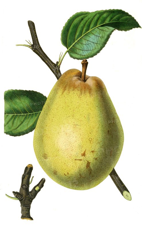 the Beurre d'Aremberg Pear