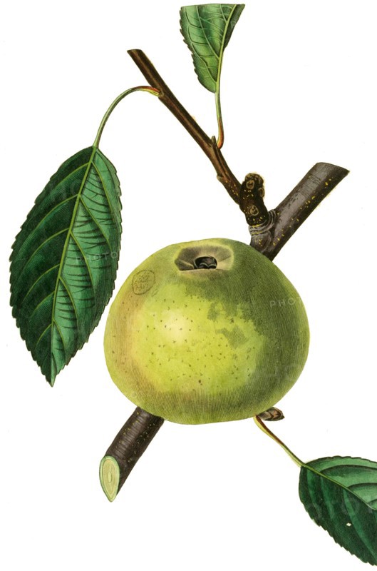 the old Nonpareil Apple