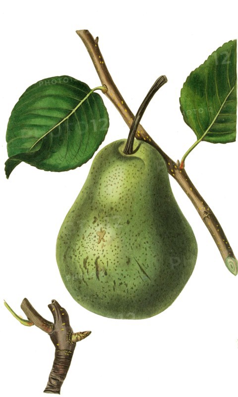 Beurre Rance Pear
