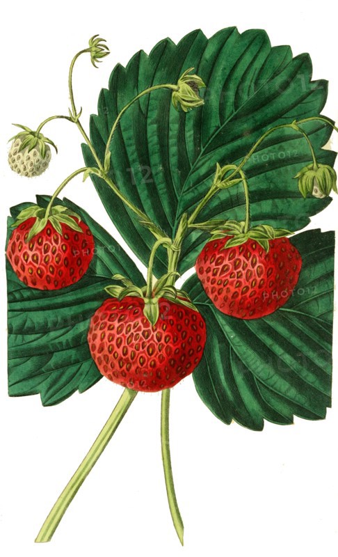 the Keen's seedling strawberry