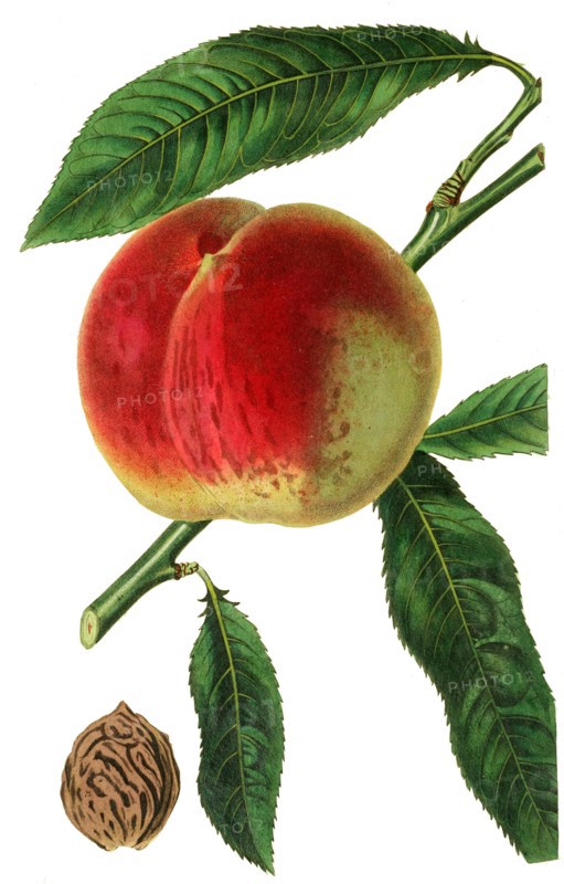 the Noblesse Peach