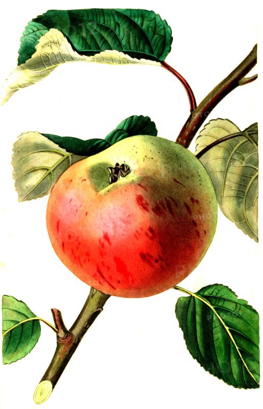 the irish peach apple