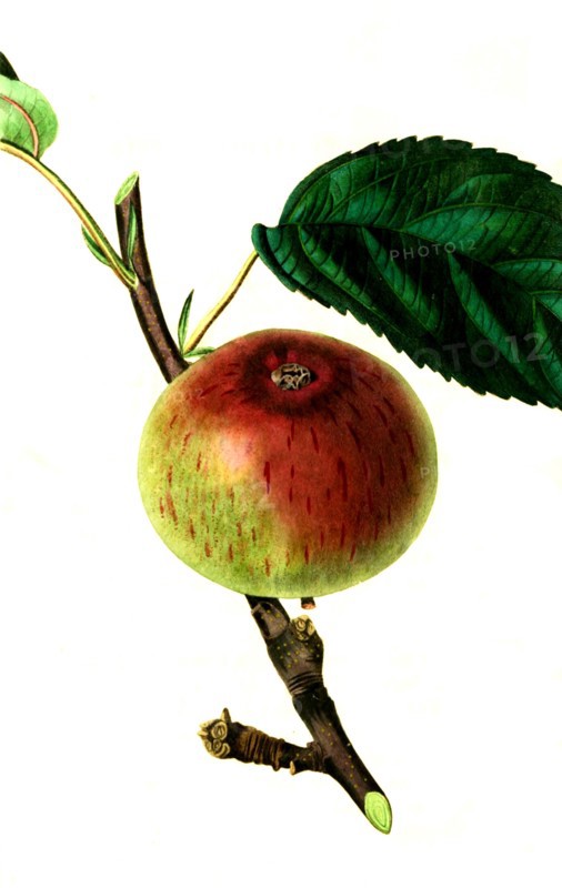 the Brickley seedling apple