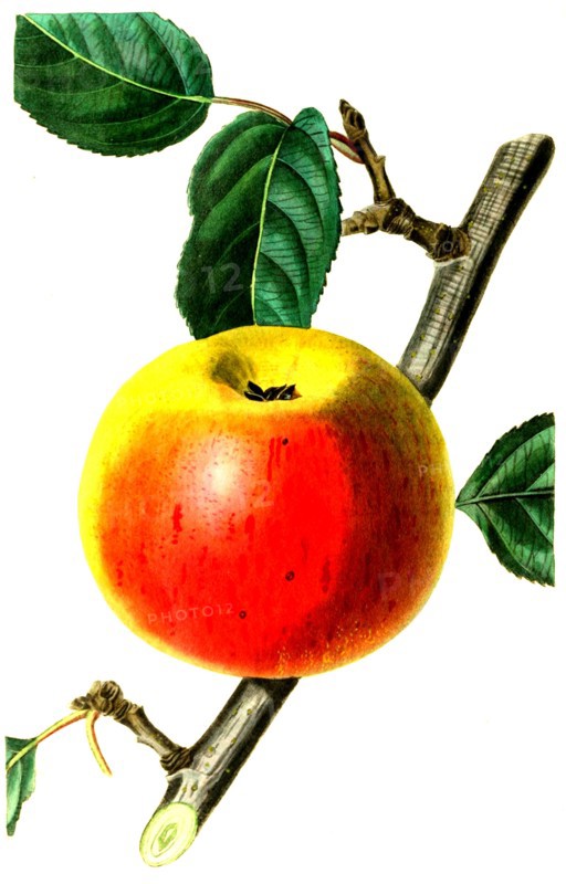 The Newtown Spitzenberg Apple