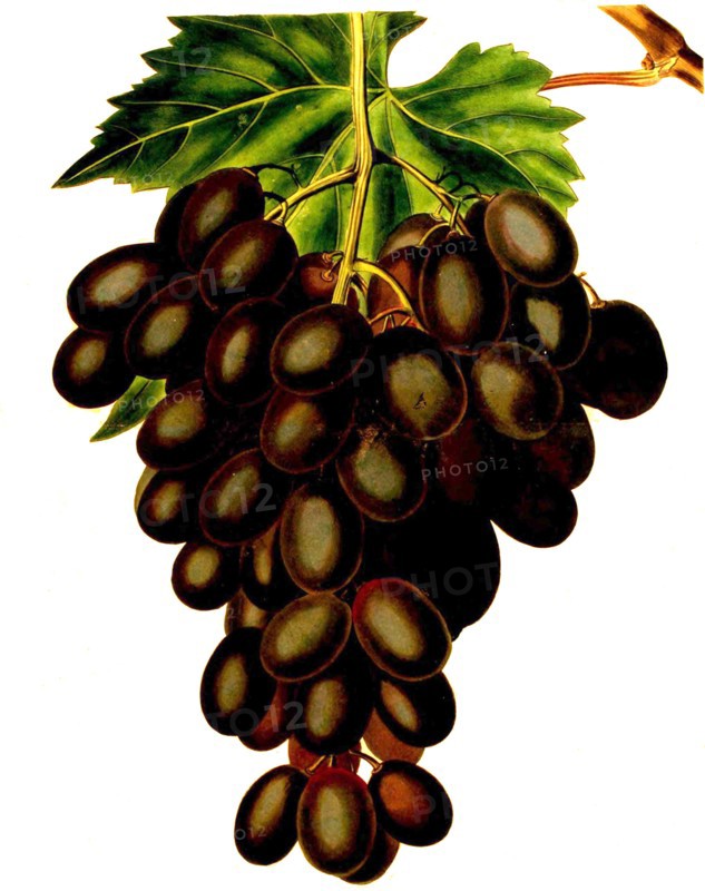 the Horseforth Seedling Grape