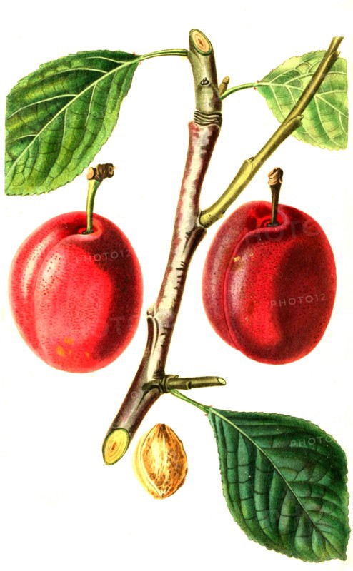The Isabella Plum
