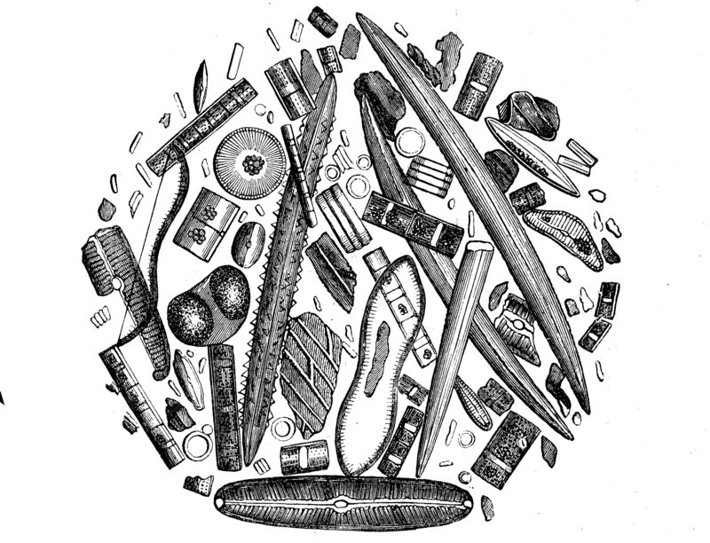 Diatoms or diatoms