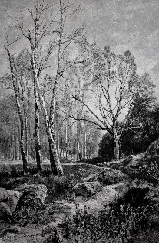 Birch forest