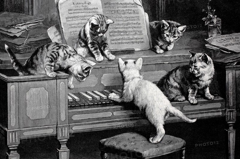 Cat fugue