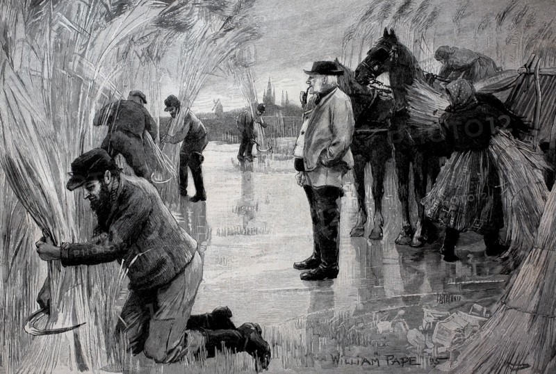 Farmers harvesting reeds on the frozen Havel River