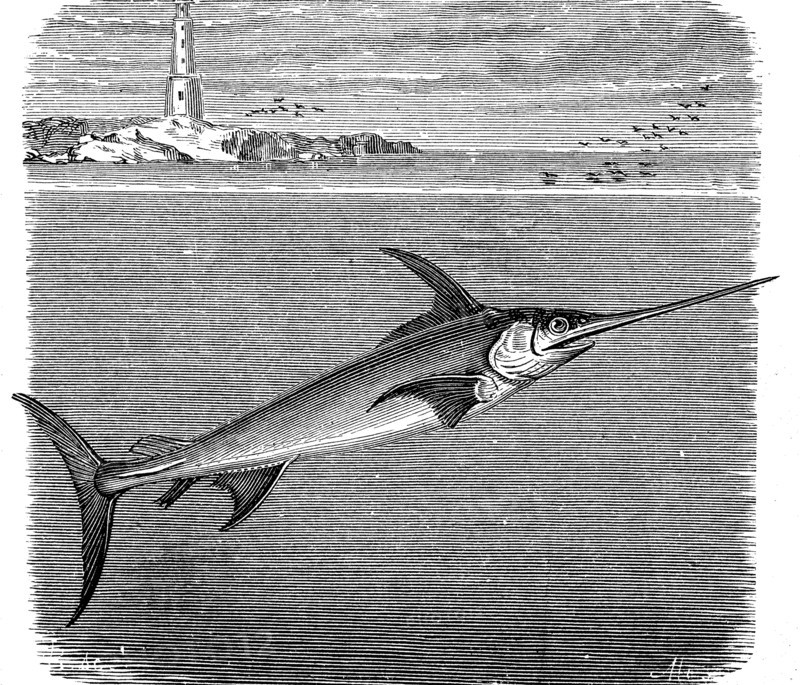 Swordfish