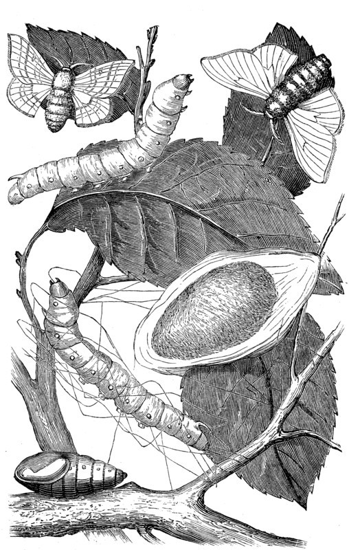 The stages of development of the silk moth
