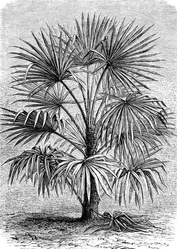 Rhapis excelsa